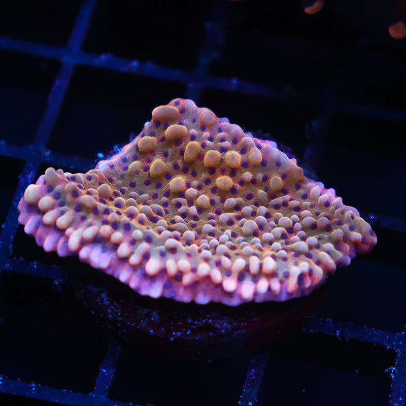 Slowburn Monti
