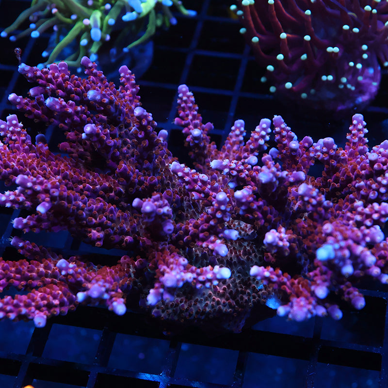 XXL ARC Fireworks Mini Colony