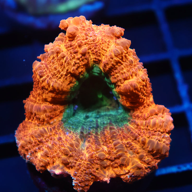Big Polyp TCK Orange Creamsicle Bowerbanki