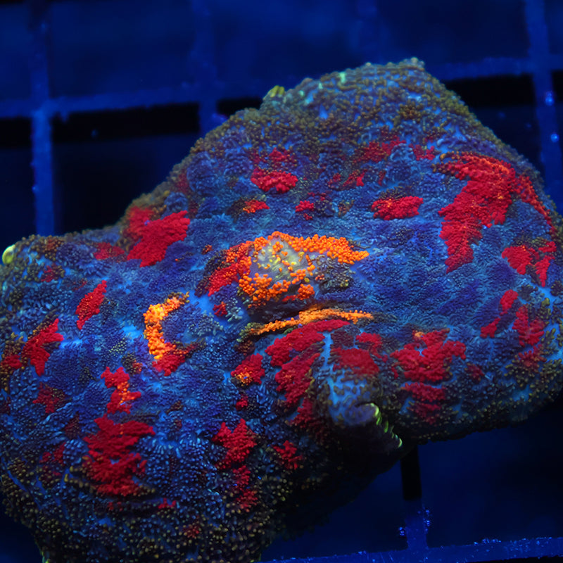TCK Rainbow Rhodactis