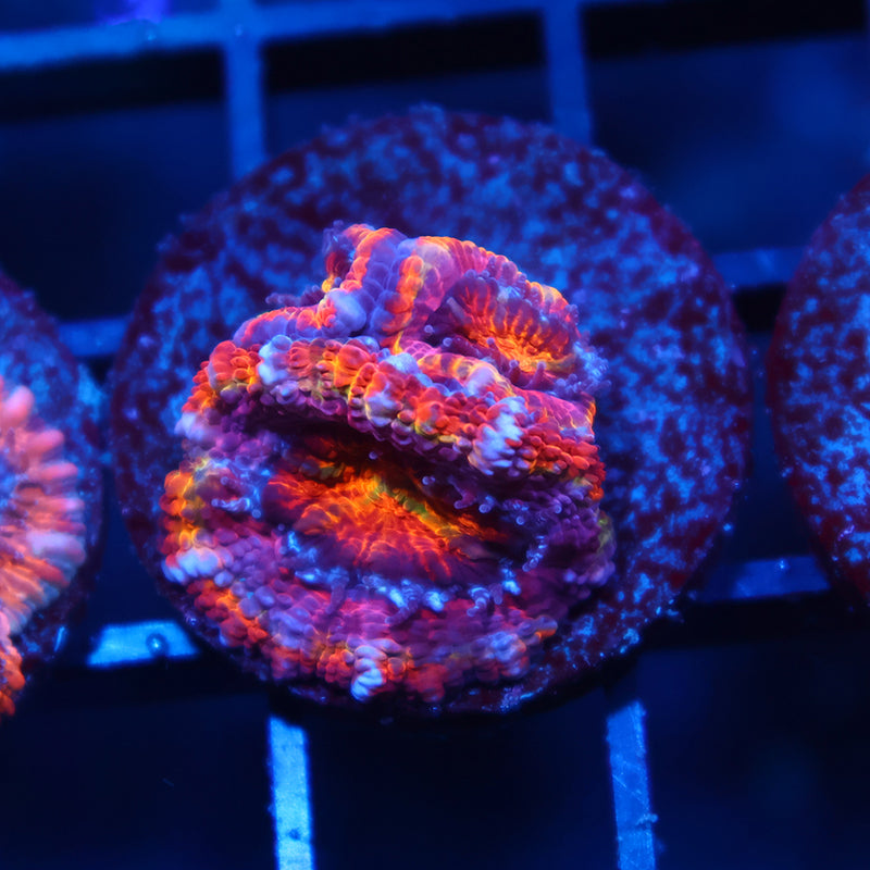 ARC Ever After Acan