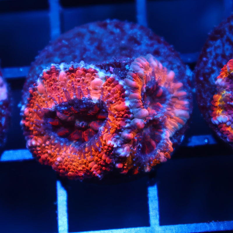 TCK Sunrise Acan