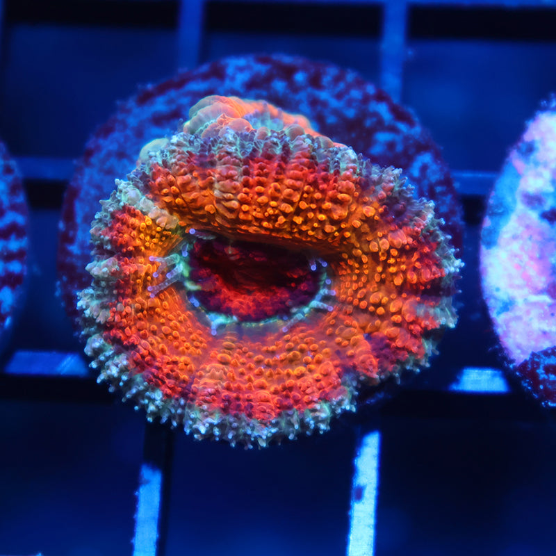 TCK Bleeding Orange Acan