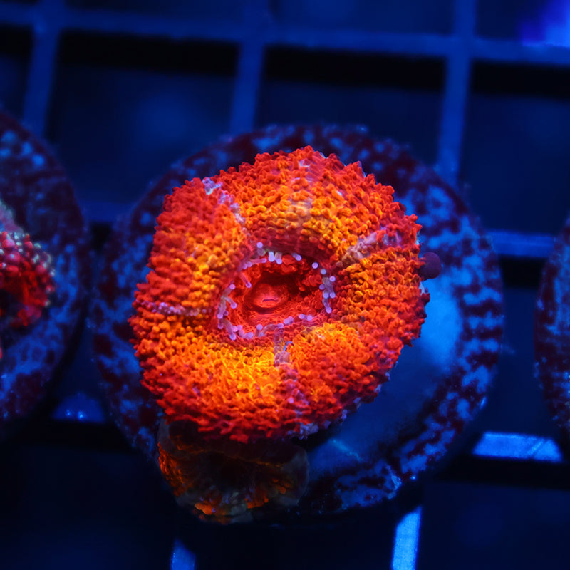 TCK Rainbowbrite Acan