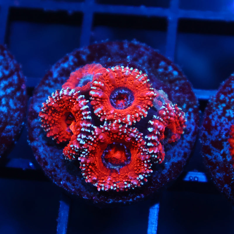 TCK Glitter Acan