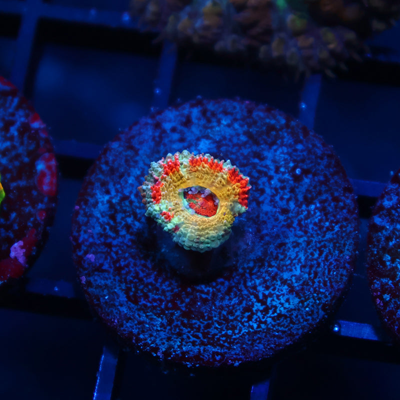 CC OG Rising Sun Acan Tiny