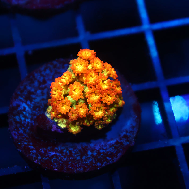 TCK Combustion Goni Bernardpora