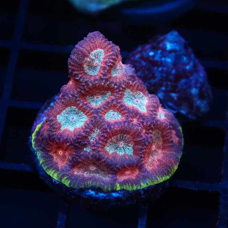 TCK Bejeweled Favia