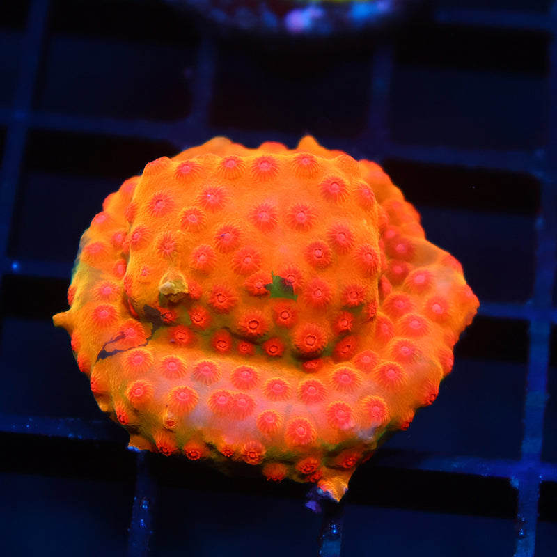WWC Defcon Cyphastrea