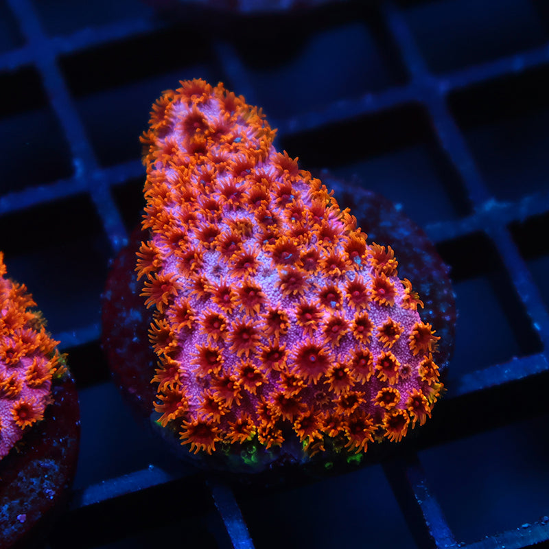 Skittles Bomb Cyphastrea