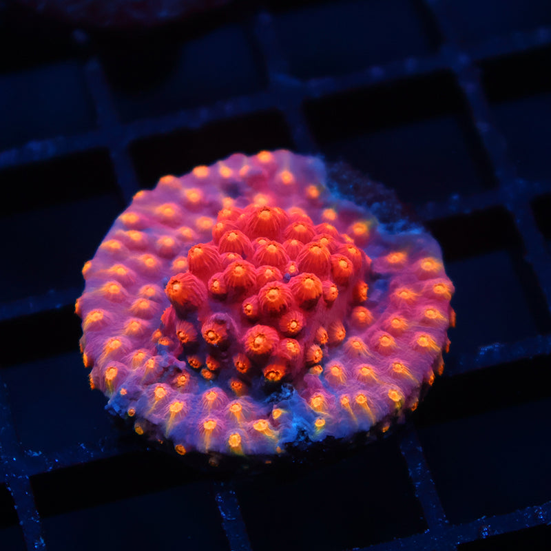 TCK Abstract Rainbow Cyphastrea