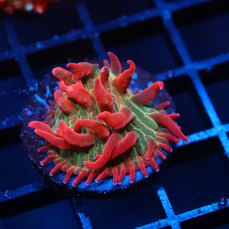 BSA Crazy Diaseris