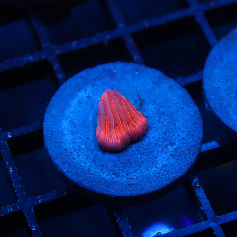 TCK Fire Diaseris Tiny