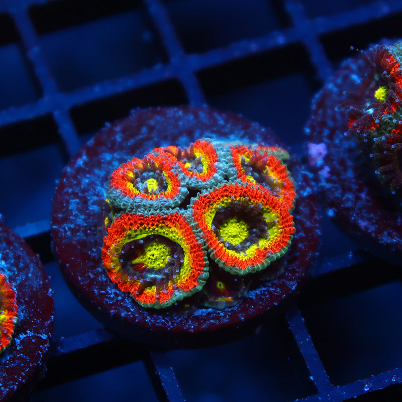 TCK HG Micromussa