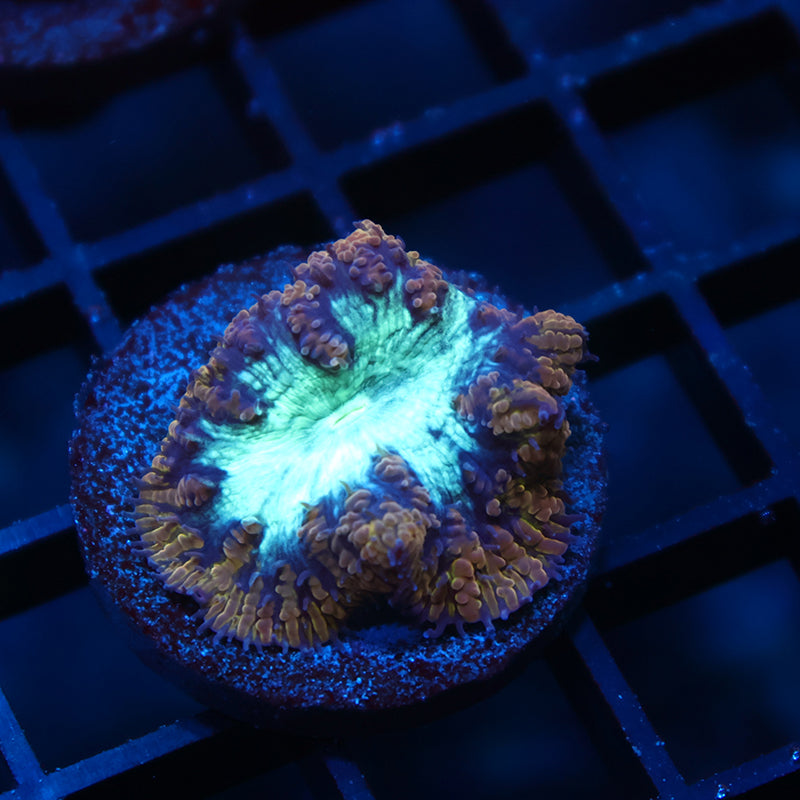 TCK Frozen Green Blasto