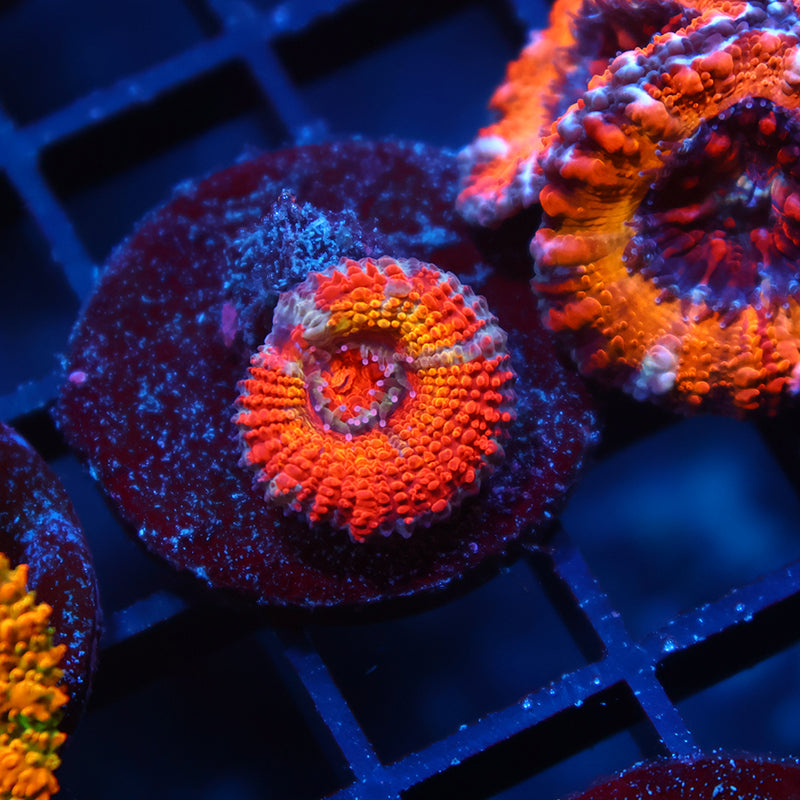 TCK Rainbowbrite Acan