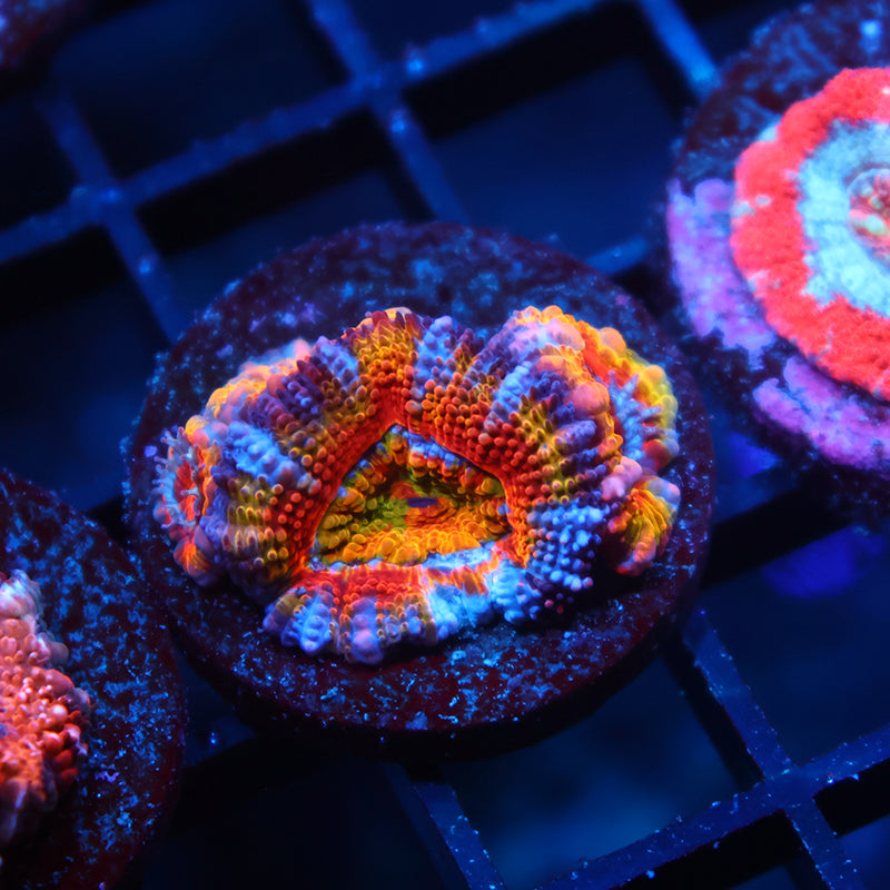 TCK Rainbow Acan