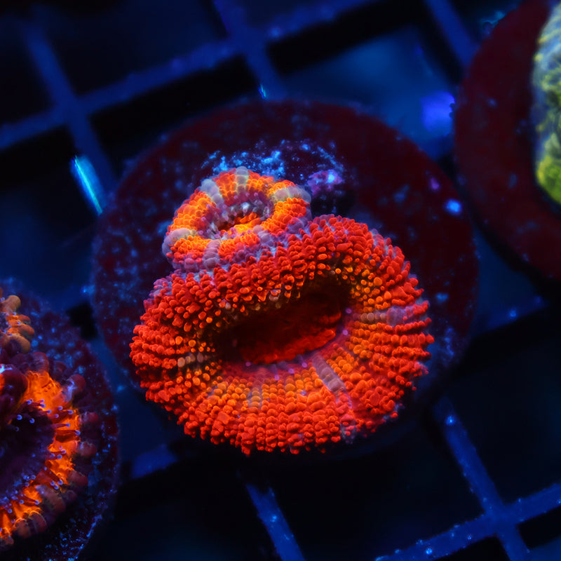 TCK Rainbowbrite Acan