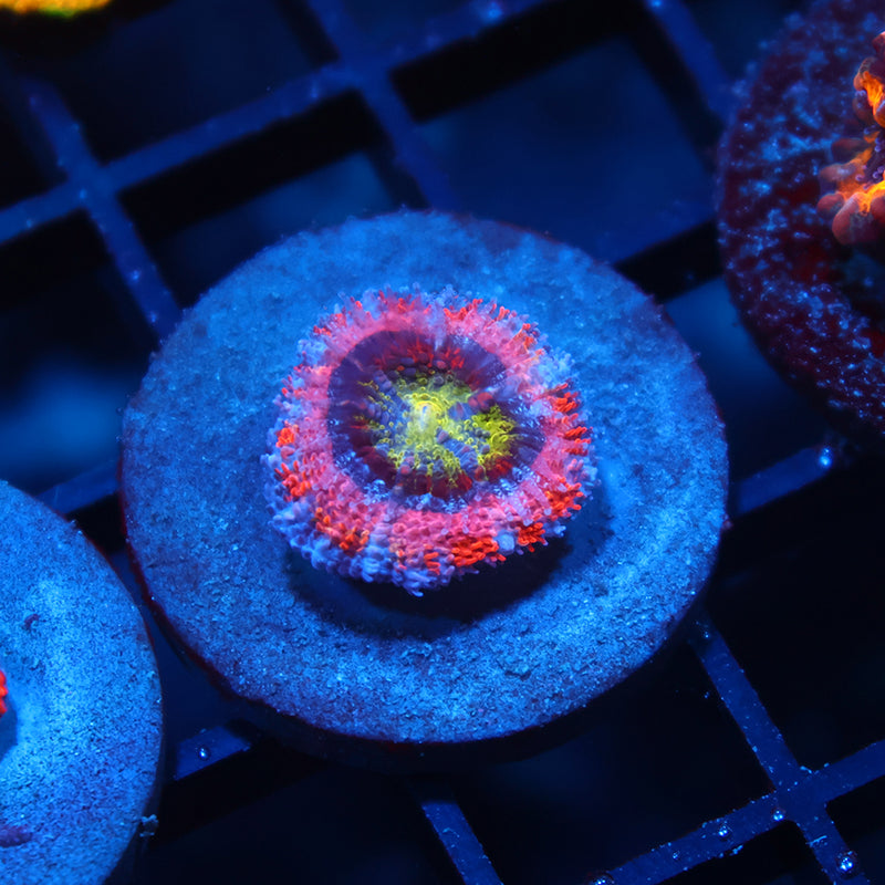 Neptunes Crown Acan
