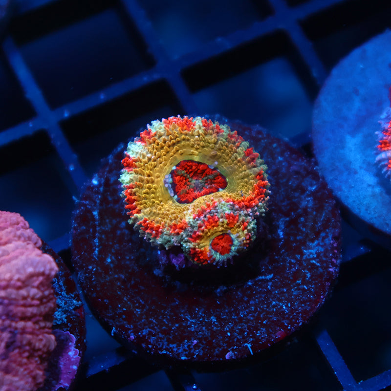 CC OG Rising Sun Acan