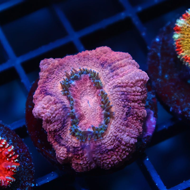 TCK Pink Asia Acan