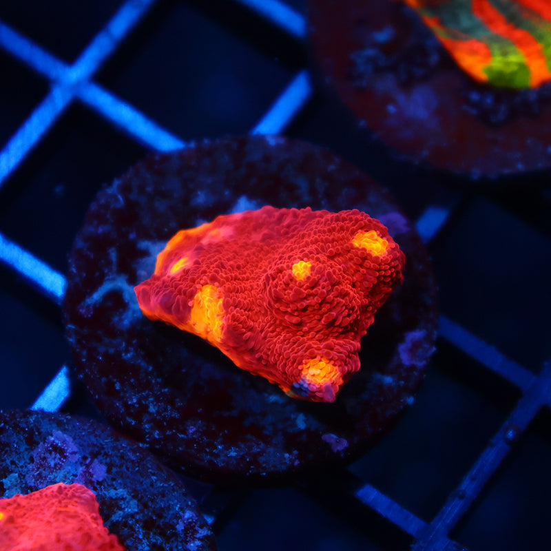 TCK Rainbow Dynamite Red Side