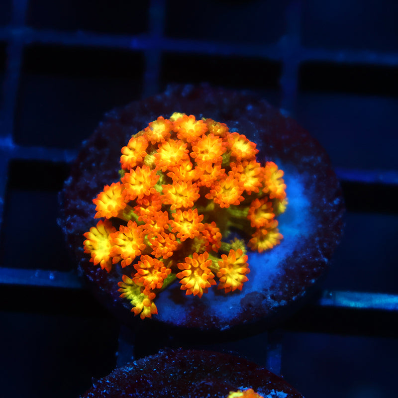 TCK Combustion Goni Bernardpora