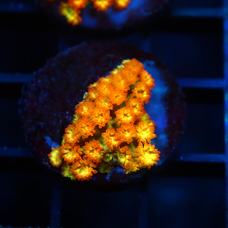 TCK Combustion Goni Bernardpora