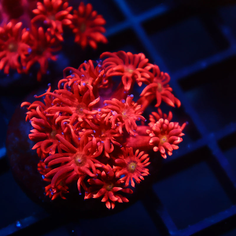 TCK Red Goni