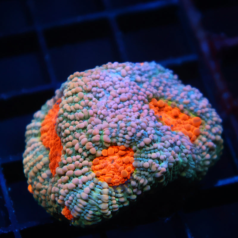 TCK Rainbow Echinata
