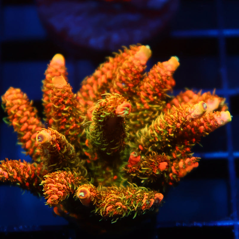 JF Solar Flare Milli Mini Colony