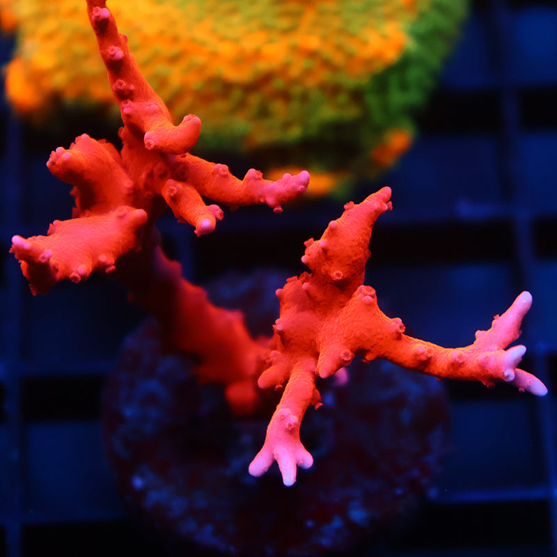 JF TNT Anacropora