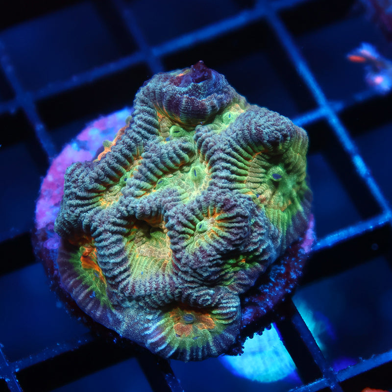 TCK Rainbow Platygyra