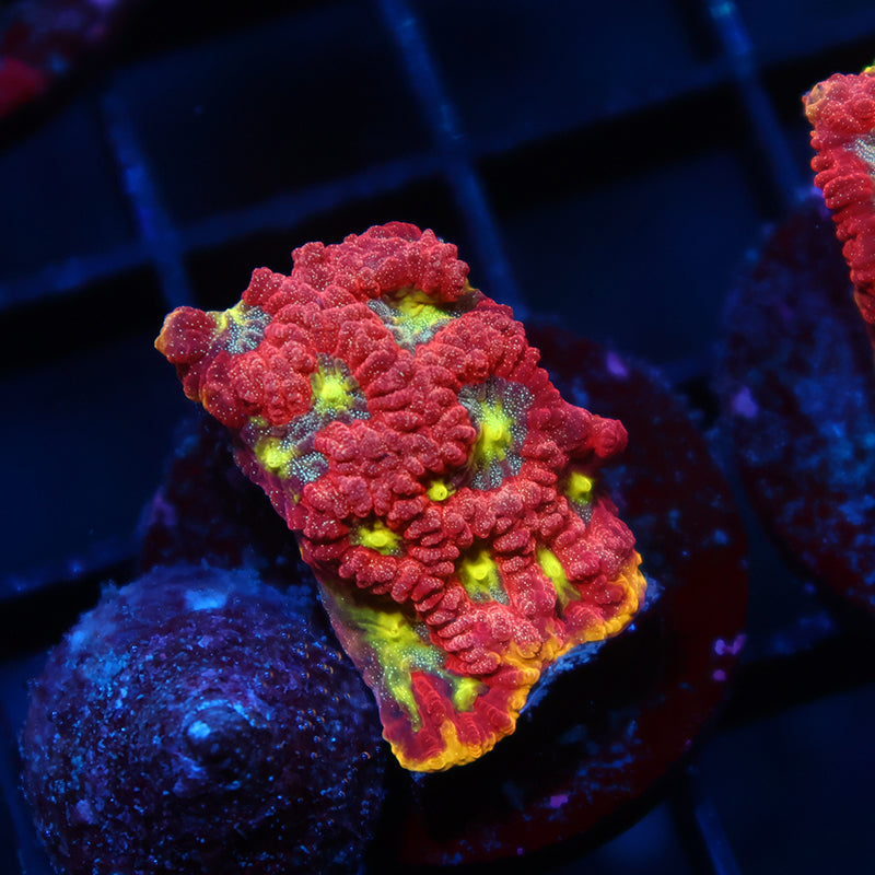 WWC Blood Diamond Favia