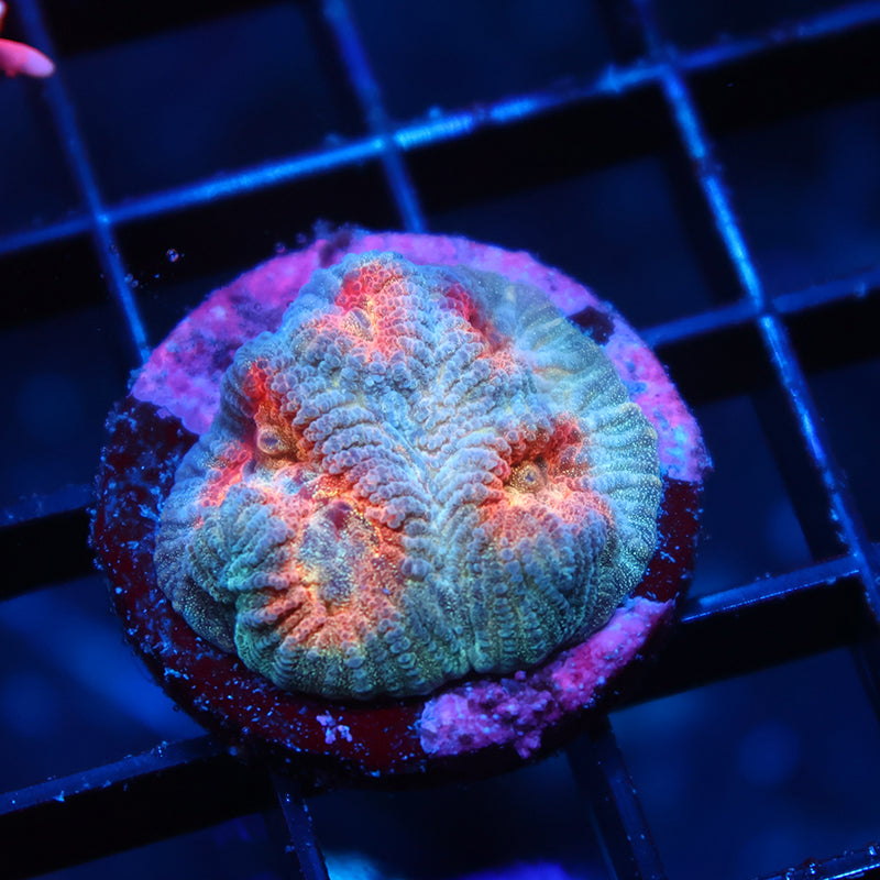 TCK Baby's Breath Favia