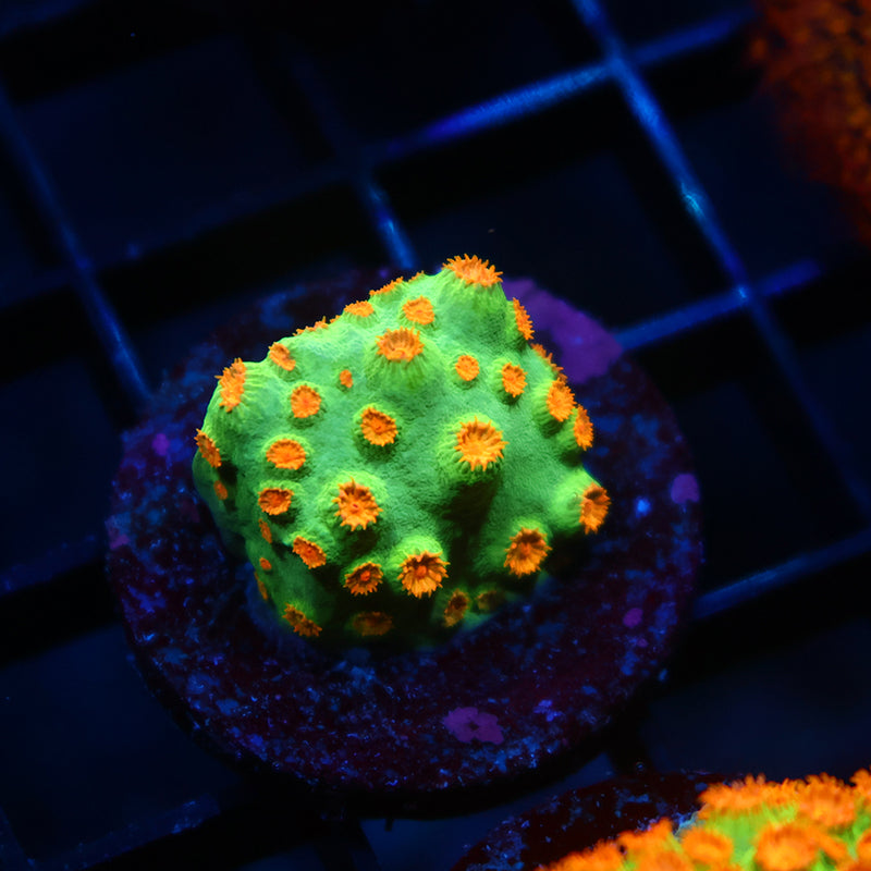 Reptar Cyphastrea