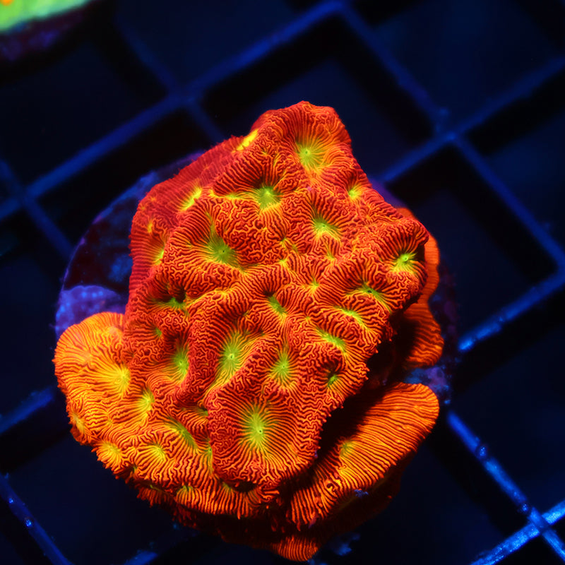JF Jack-O-Lantern Lepto