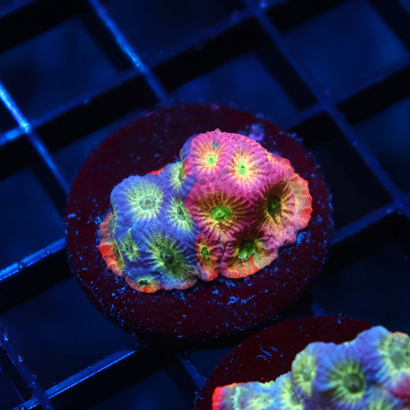 JF Dayglo Favia