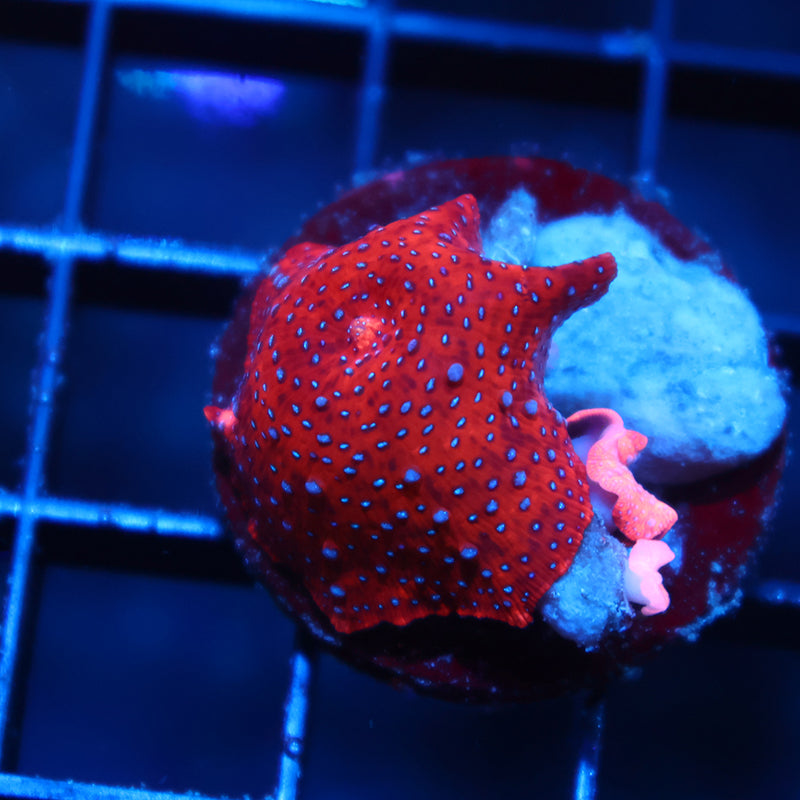 TCK Superman Mushroom