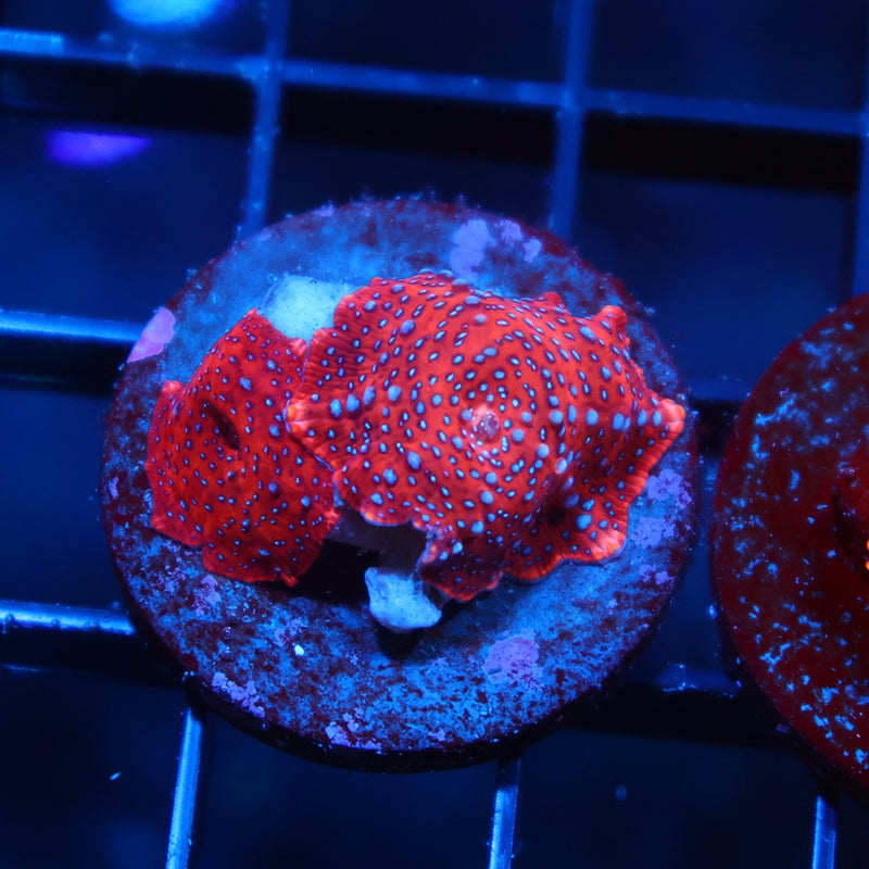 TCK Superman Mushroom