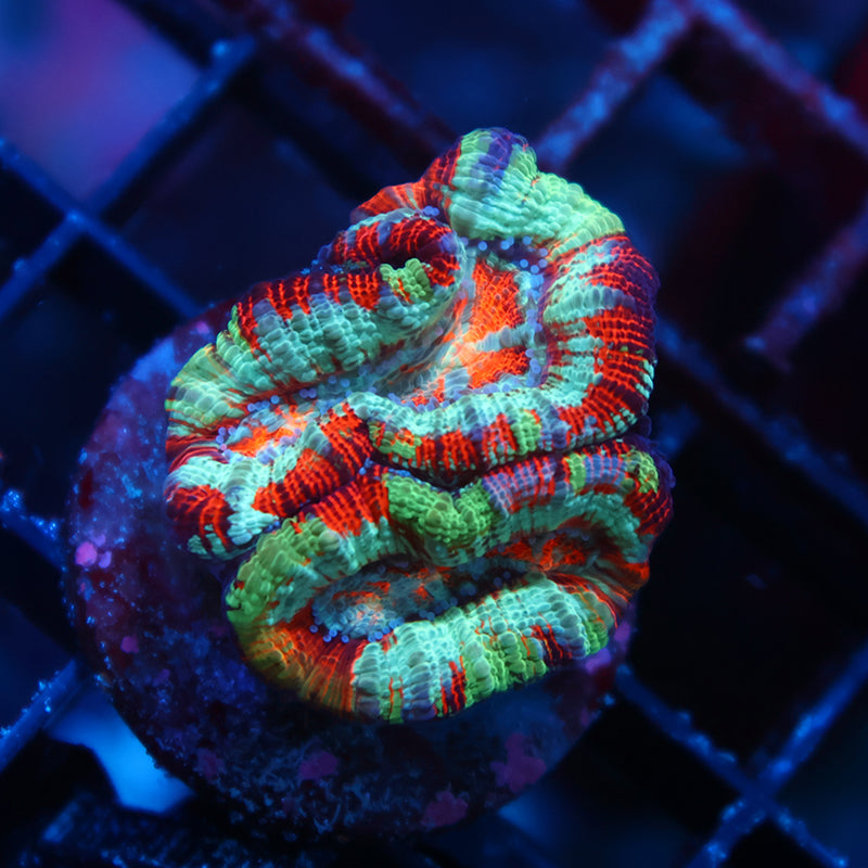 Insane TCK Wilsoni