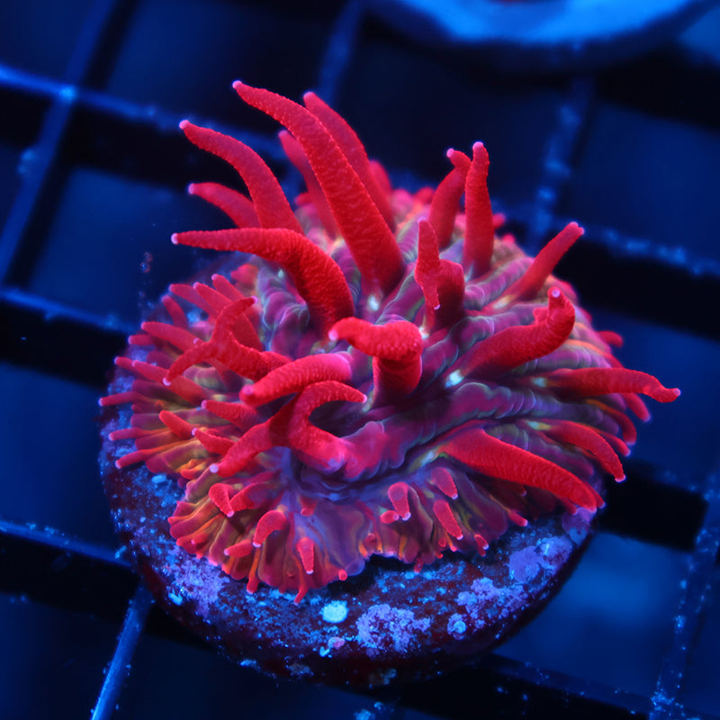 TCK Crazy Red Plate