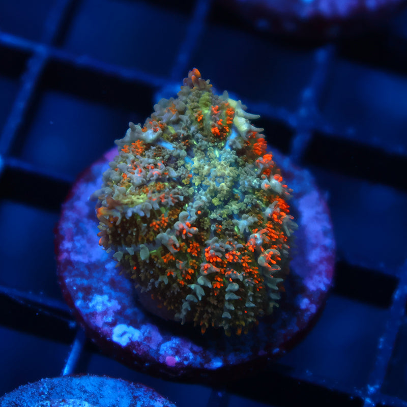 TCK Orange Bouncy Rhodactis