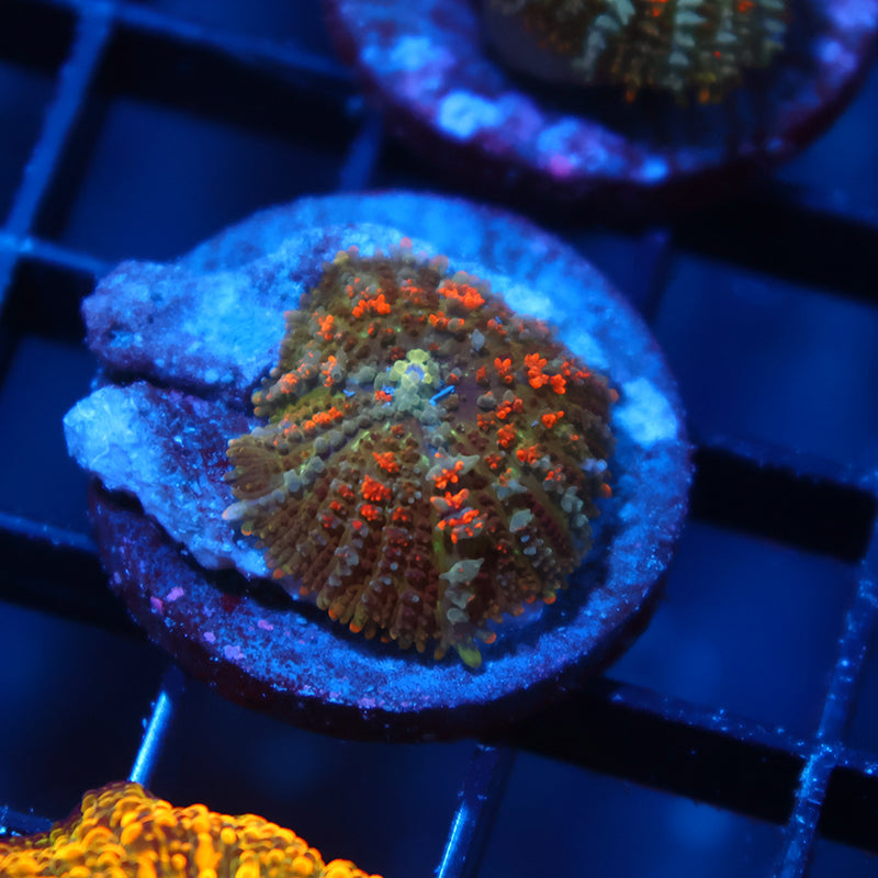 TCK Orange Bouncy Rhodactis