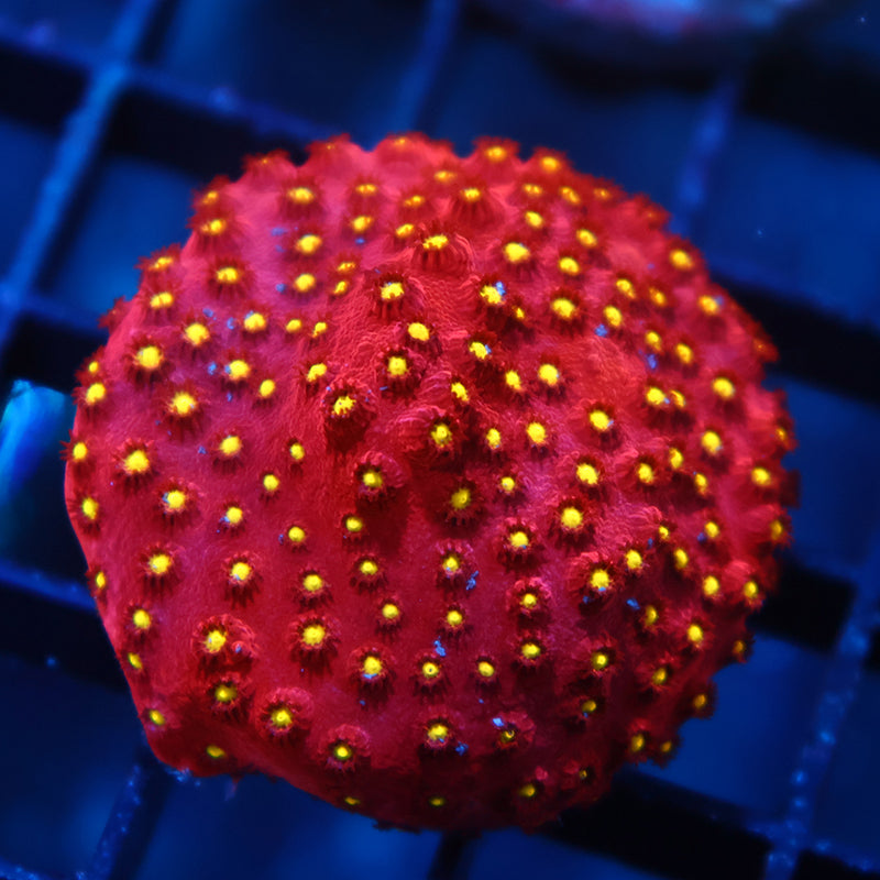 GB Bling Bling Cyphastrea