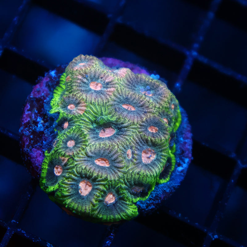 Sparkly Green Favia