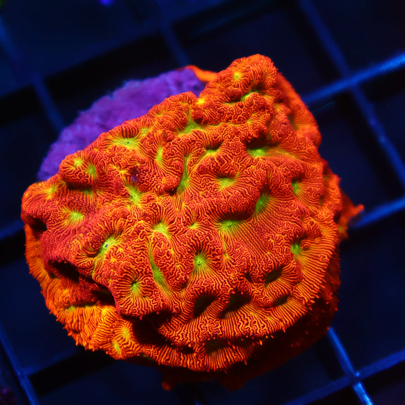 JF Jack-O-Lantern Lepto