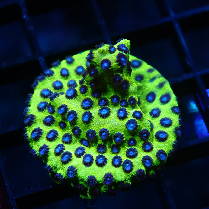 JF Purple People Eater Cyphastrea