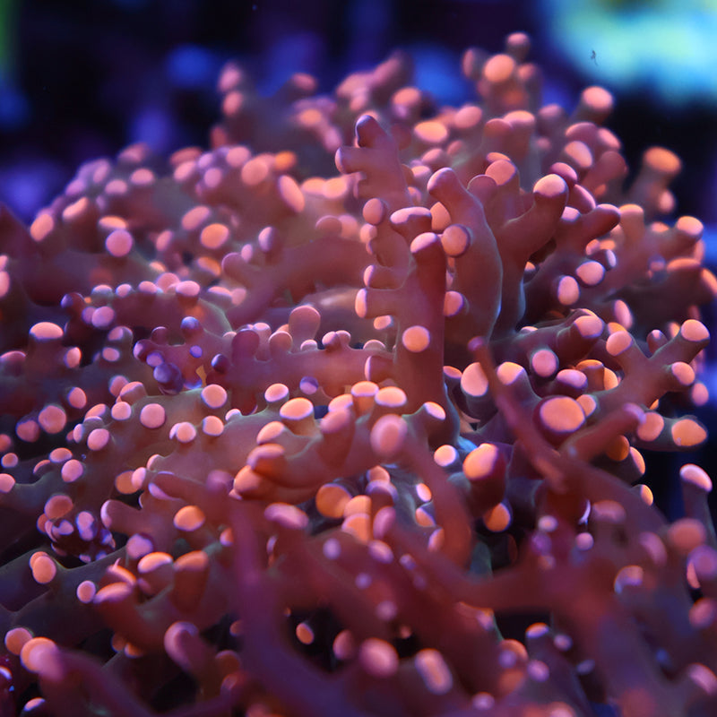TCK Branching Peach Frogspawn
