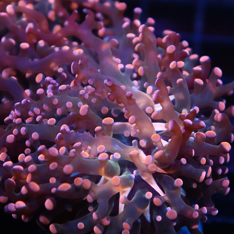 TCK Branching Peach Frogspawn